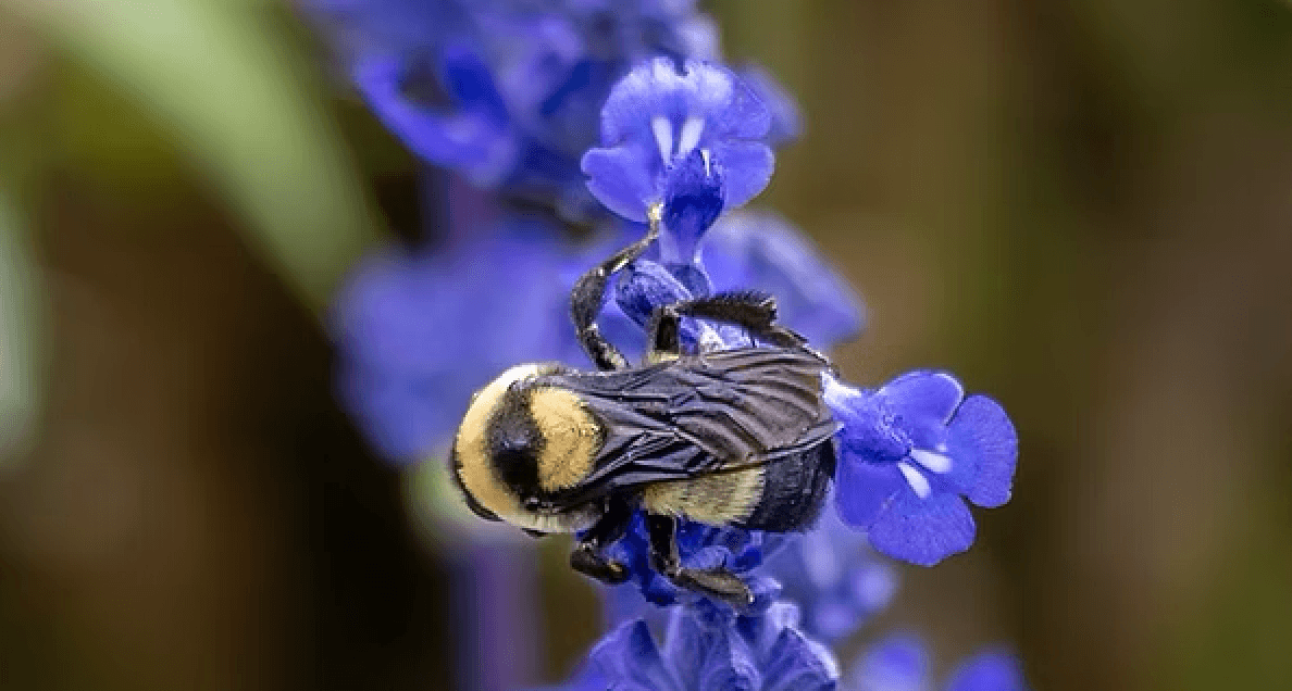 Washington Park Book Club:  Bzzz - The Nature and Necessity of Bees
