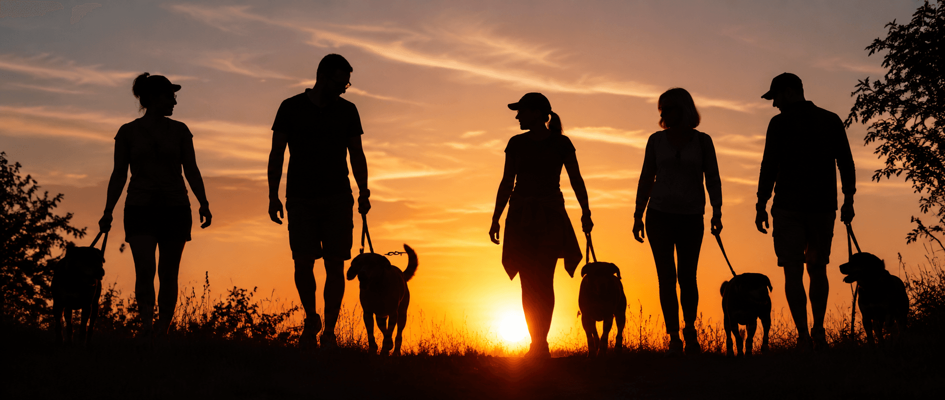 2nd Summit Hosted Dog Walking Group: Walk, Wag & Connect