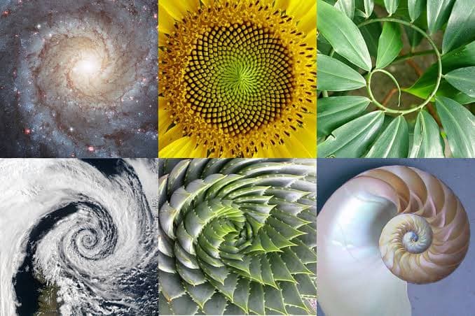 Math in Bloom Presents Fibonacci Day