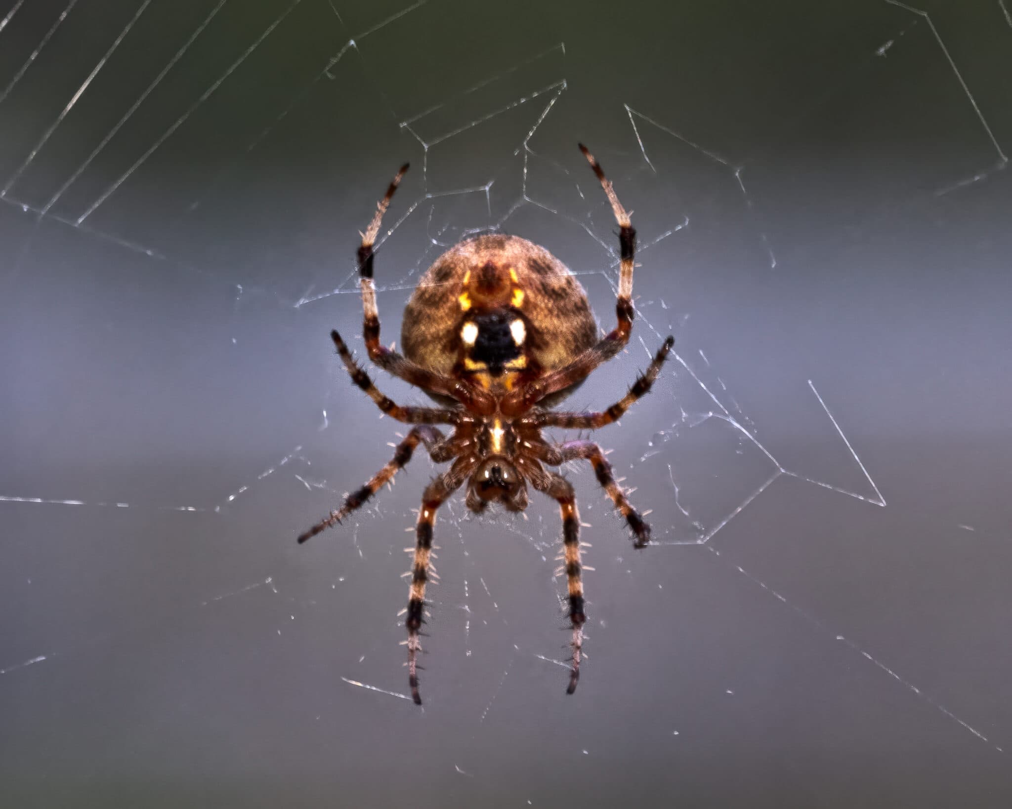 Spiders of the Garden: Misunderstood Predators