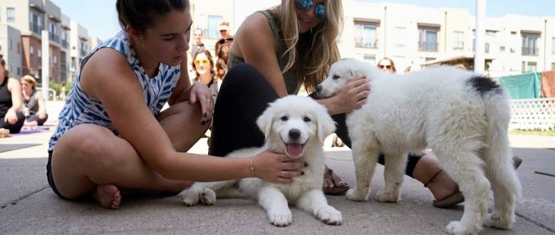 Adoptable Puppy Social Hour