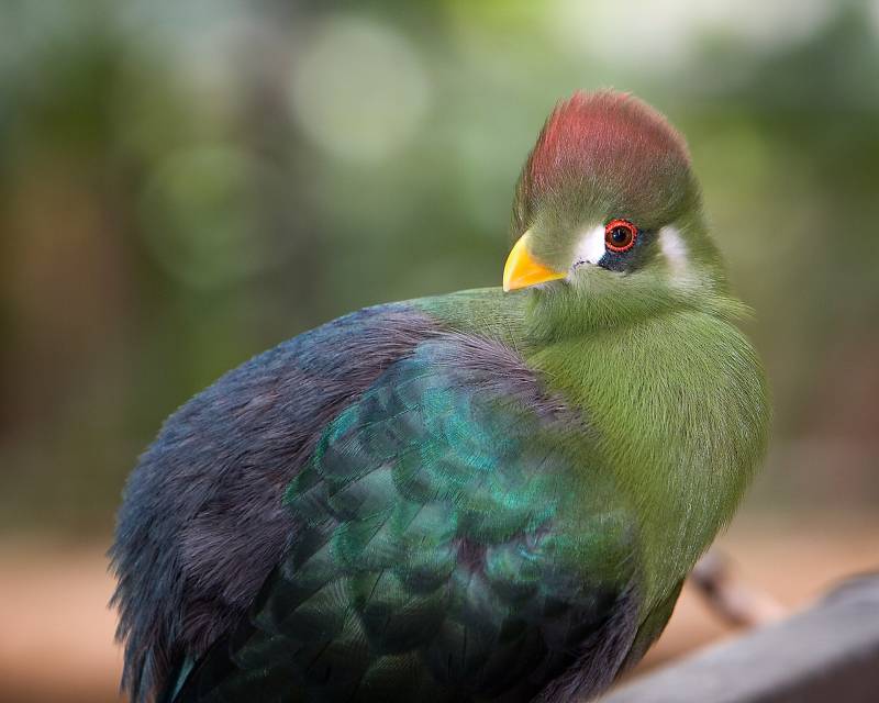 Causes and Consequences of Bird Hybridization