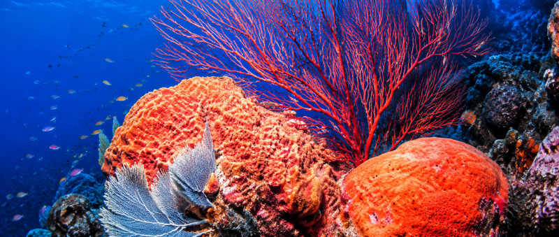 Denver Downtown Aquarium