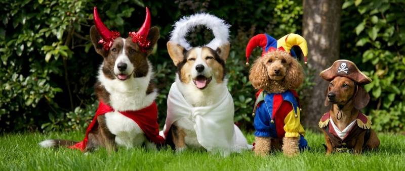 Dog Costume Contest Yappy Hour