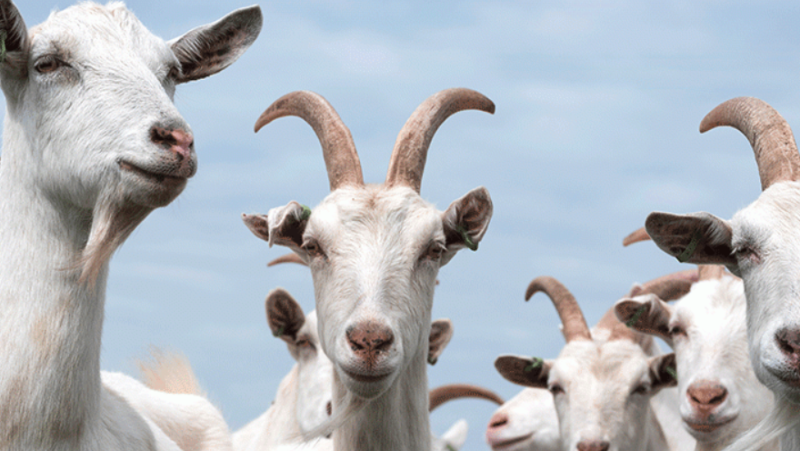 Goat Happy Hour