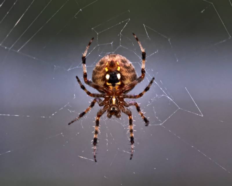 Spiders of the Garden: Misunderstood Predators
