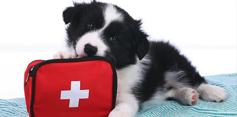 K9 First Aid Workshop for Pet Parents