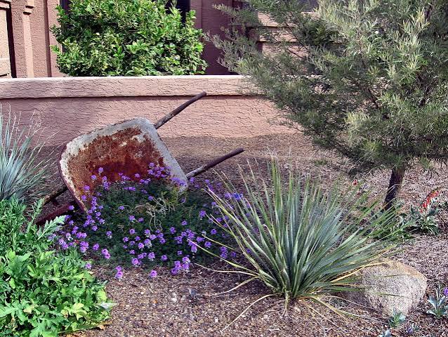 Converting Lawn to Xeriscape 12/5/26